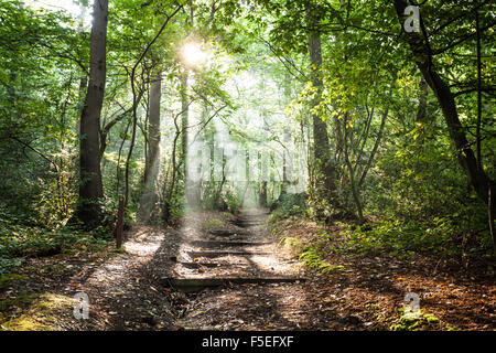 Sonne scheint durch Bäume, Abteiwald, England, Vereinigtes Königreich Stockfoto