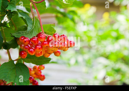 Nahaufnahme von Haufen von roten Beeren des Schneeballs Rose oder Viburnum Opulus Strauch an einem sonnigen Tag am Ende der Sommersaison. Stockfoto