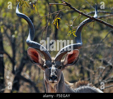 Nahaufnahme Portrait eine große Kudu (Tragelaphus Strepsiceros), Südafrika Stockfoto