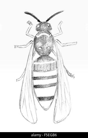 Bleistiftzeichnung von der Wespe auf dem weißen Papier. Original Bleistift oder Zeichnung Kohle und handgezeichneten Malerei. Stockfoto