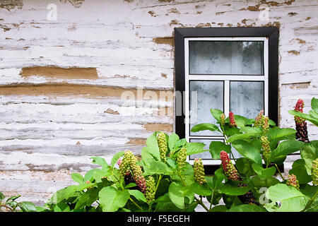 Indische Poke, Frankreich oder Pokeberry (Phytolacca Acinosa). Phytolacca Acinosa Blätter und Früchte. Vintage-Hintergrundtextur. Woode Stockfoto