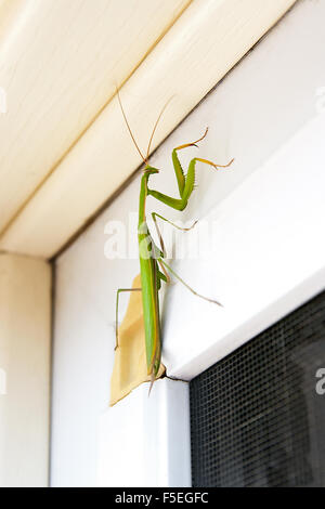 Praying Mantis Insekt in der Natur als ein Symbol der grüne natürliche Vernichtung und Pest-Steuerung mit einem Raubtier, das jagt und frisst Stockfoto