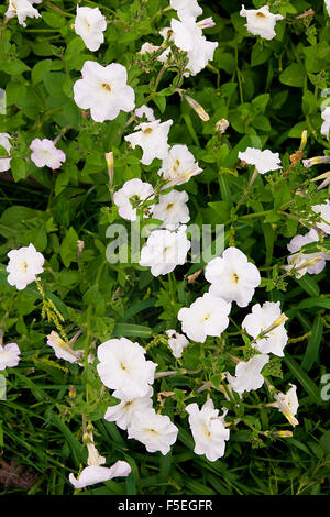 Petunia ist die Gattung von 35 Arten von Blütenpflanzen südamerikanischer Herkunft, in engem Zusammenhang mit Tabak, Kap-Stachelbeeren, Tomaten Stockfoto