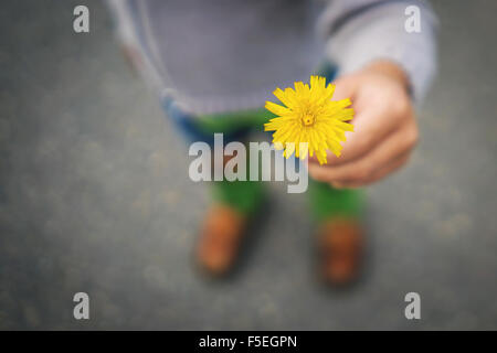 Jungen, die eine gelbe Löwenzahn Blume Stockfoto