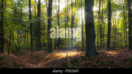 Sonnenlicht durch Bäume im Wald, Enschede, Niederlande Stockfoto