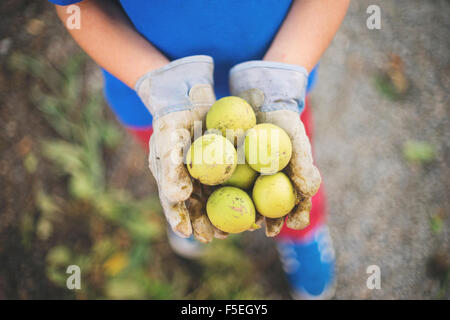 Hände halten frisch geerntete Walnüsse Stockfoto