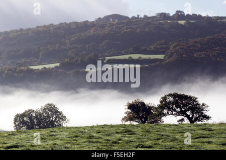 Teign Valley, Nebel, Nebel, Weide im Morgennebel in der Nähe von Dunsford, Teign Valley, Dartmoor National Park, Feld, Regen, im Freien, Hill, Nebel, Stockfoto