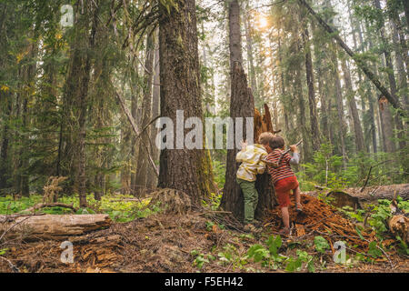 Zwei Jungen spielen im Wald Stockfoto