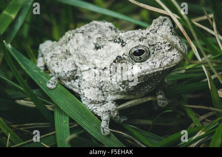 Östliche graue Laubfrosch (Hyla versicolor), Maryland, USA Stockfoto