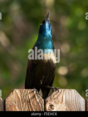 Gemeinsamen Grackle Vogel sitzend auf einem Zaun nachschlagen, Colorado, USA Stockfoto