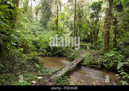 Brücke über einen Bach im feuchten Nebelwald auf 2.200 m Seehöhe an den Amazonas hängen der Anden in Ecuador Stockfoto