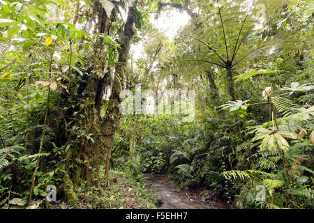 Feuchten Nebelwald auf 2.200 m Seehöhe an den Amazonas hängen der Anden in Ecuador, Baumfarn und Stream. Stockfoto