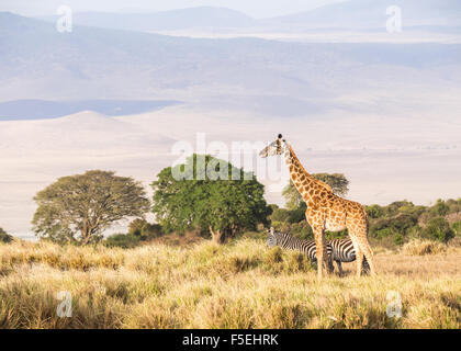Giraffen und Zebras am Rand des Ngorongoro Crater in Tansania, Afrika, bei Sonnenuntergang. Stockfoto
