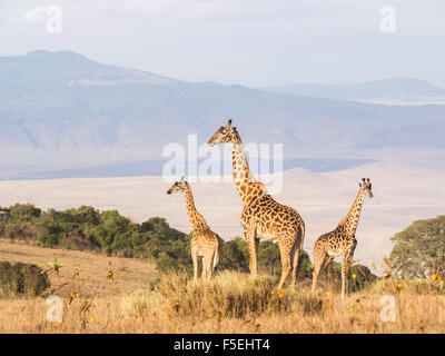 Herde Giraffen auf dem Rand des Ngorongoro Crater in Tansania, Afrika, bei Sonnenuntergang. Stockfoto