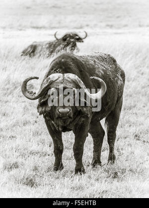 Afrikanischer Büffel (Syncerus Caffer Caffer) in Ngorongoro Crater in Tansania, Afrika. Sepia-Effekt. Stockfoto