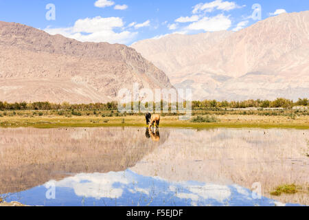 Hores am Teich in Ladakh, Indien Stockfoto