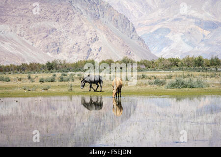 Hores am Teich in Ladakh, Indien Stockfoto