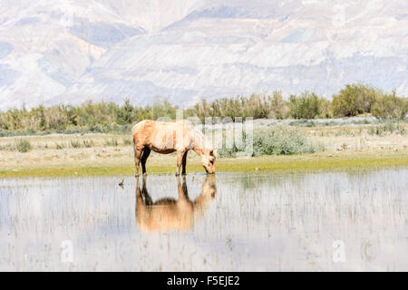 Hores am Teich in Ladakh, Indien Stockfoto