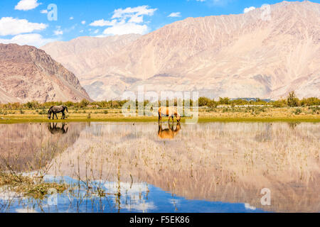 Hores am Teich in Ladakh, Indien Stockfoto