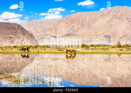 Hores am Teich in Ladakh, Indien Stockfoto