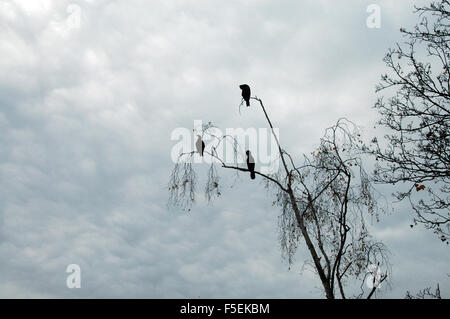 London, UK, 3. November 2015, Kormorane Silhoueted gegen den Himmel auf Wandsworth Common als Nebel deckt die Themse umgeben von herbstlichen Farben. Bildnachweis: JOHNNY ARMSTEAD/Alamy Live-Nachrichten Stockfoto