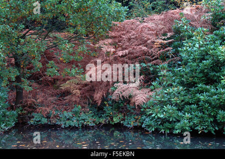 London, UK, 3. November 2015, Kormorane Silhoueted gegen den Himmel auf Wandsworth Common als Nebel deckt die Themse umgeben von herbstlichen Farben. Bildnachweis: JOHNNY ARMSTEAD/Alamy Live-Nachrichten Stockfoto