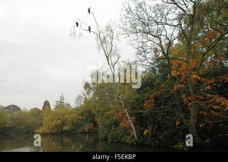 London, UK, 3. November 2015, Kormorane Silhoueted gegen den Himmel auf Wandsworth Common als Nebel deckt die Themse umgeben von herbstlichen Farben. Bildnachweis: JOHNNY ARMSTEAD/Alamy Live-Nachrichten Stockfoto