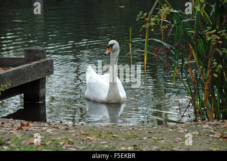 London, UK, 3. November 2015, Kormorane Silhoueted gegen den Himmel auf Wandsworth Common als Nebel deckt die Themse umgeben von herbstlichen Farben. Bildnachweis: JOHNNY ARMSTEAD/Alamy Live-Nachrichten Stockfoto