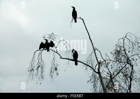 London, UK, 3. November 2015, Kormorane Silhoueted gegen den Himmel auf Wandsworth Common als Nebel deckt die Themse umgeben von herbstlichen Farben. Bildnachweis: JOHNNY ARMSTEAD/Alamy Live-Nachrichten Stockfoto