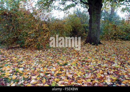 London, UK, 3. November 2015, Kormorane Silhoueted gegen den Himmel auf Wandsworth Common als Nebel deckt die Themse umgeben von herbstlichen Farben. Bildnachweis: JOHNNY ARMSTEAD/Alamy Live-Nachrichten Stockfoto