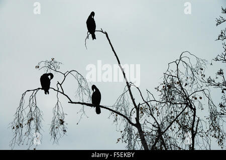 London, UK, 3. November 2015, Kormorane Silhoueted gegen den Himmel auf Wandsworth Common als Nebel deckt die Themse umgeben von herbstlichen Farben. Bildnachweis: JOHNNY ARMSTEAD/Alamy Live-Nachrichten Stockfoto