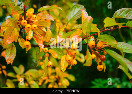 Cut-blatt Crabapple, Malus transitoria. Beeren auf Baum im Herbst. Deutschland Stockfoto