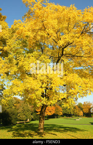 Japanische Pagode Baum, Styphnolobium Japonicum. Baum im Herbst Stockfoto