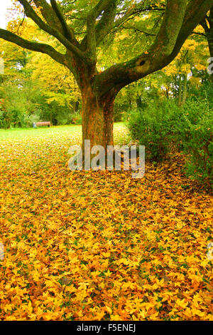 Ahorn-Ahorn, Acer Pseudoplatanus. Laub auf Boden. Herbst Stockfoto