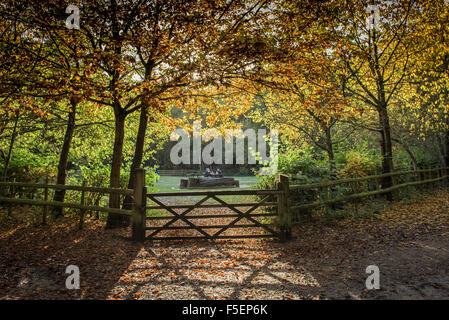 Einen herbstlichen Wald in Essex, England, Vereinigtes Königreich. Stockfoto