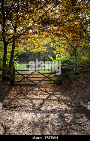 Einen herbstlichen Wald in Essex, England, Vereinigtes Königreich. Stockfoto