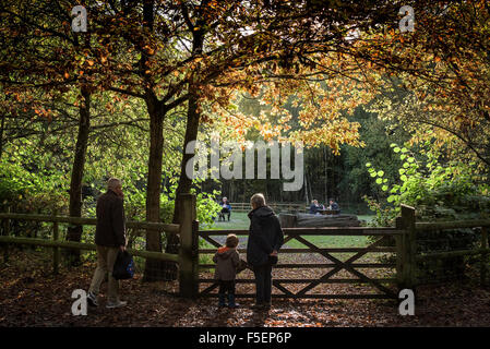 Einen herbstlichen Wald in Essex, England, Vereinigtes Königreich. Stockfoto