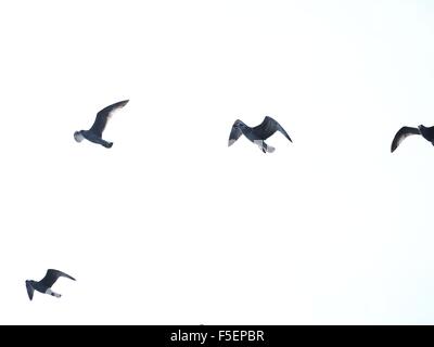 Fliegende Möwen auf weißem Hintergrund Stockfoto