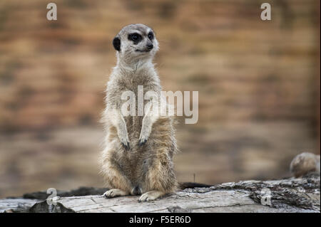 Erdmännchen (Suricata Suricatta) Stockfoto