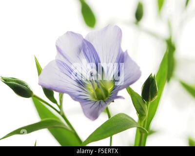 das Werk von Flachs mit blauen Blüten auf weißem Hintergrund Stockfoto