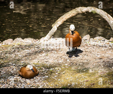 Ruddy Brandgans (Tadorna Ferruginea) ist ein Mitglied der Ente, Gans und Schwan Familie Anatidae. Es ist in der Brandgans Unterfamilie Tad Stockfoto