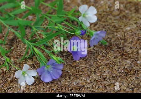 das Werk von Flachs mit blauen Blüten auf Samen Stockfoto