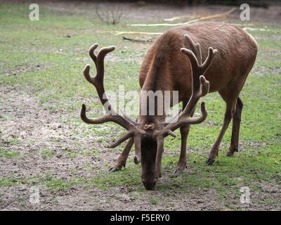 Fütterung der Hirsche auf Natur Hintergrund Stockfoto