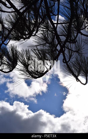 Tannennadeln und Wolken. Stockfoto