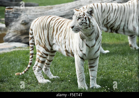 Weibchen des weißen Königstiger Stockfoto