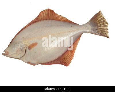 große Fische Flunder auf weißem Hintergrund Stockfoto