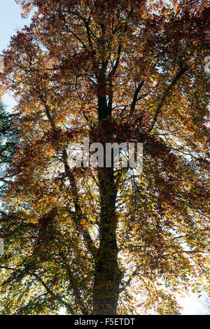 Fagus Sylvatica f Purpurea. Kupfer-Buche mit Herbstlaub. UK Stockfoto