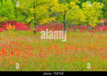 Herbst Sumach mit Poison Ivy und Eschen, Cass Lake, Minnesota, USA Stockfoto