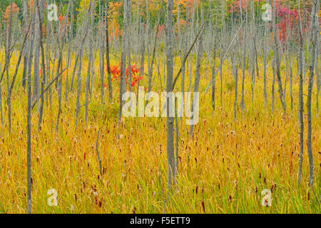 Anfang Herbst Farbe, in der Nähe von Marquette, Michigan, USA Stockfoto