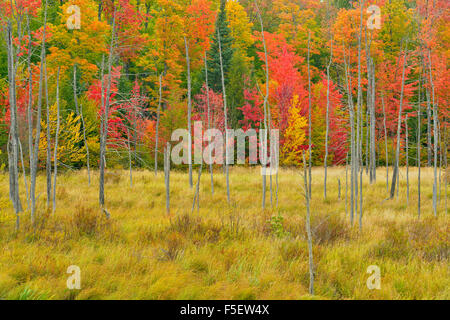 Anfang Herbst Farbe, in der Nähe von Marquette, Michigan, USA Stockfoto